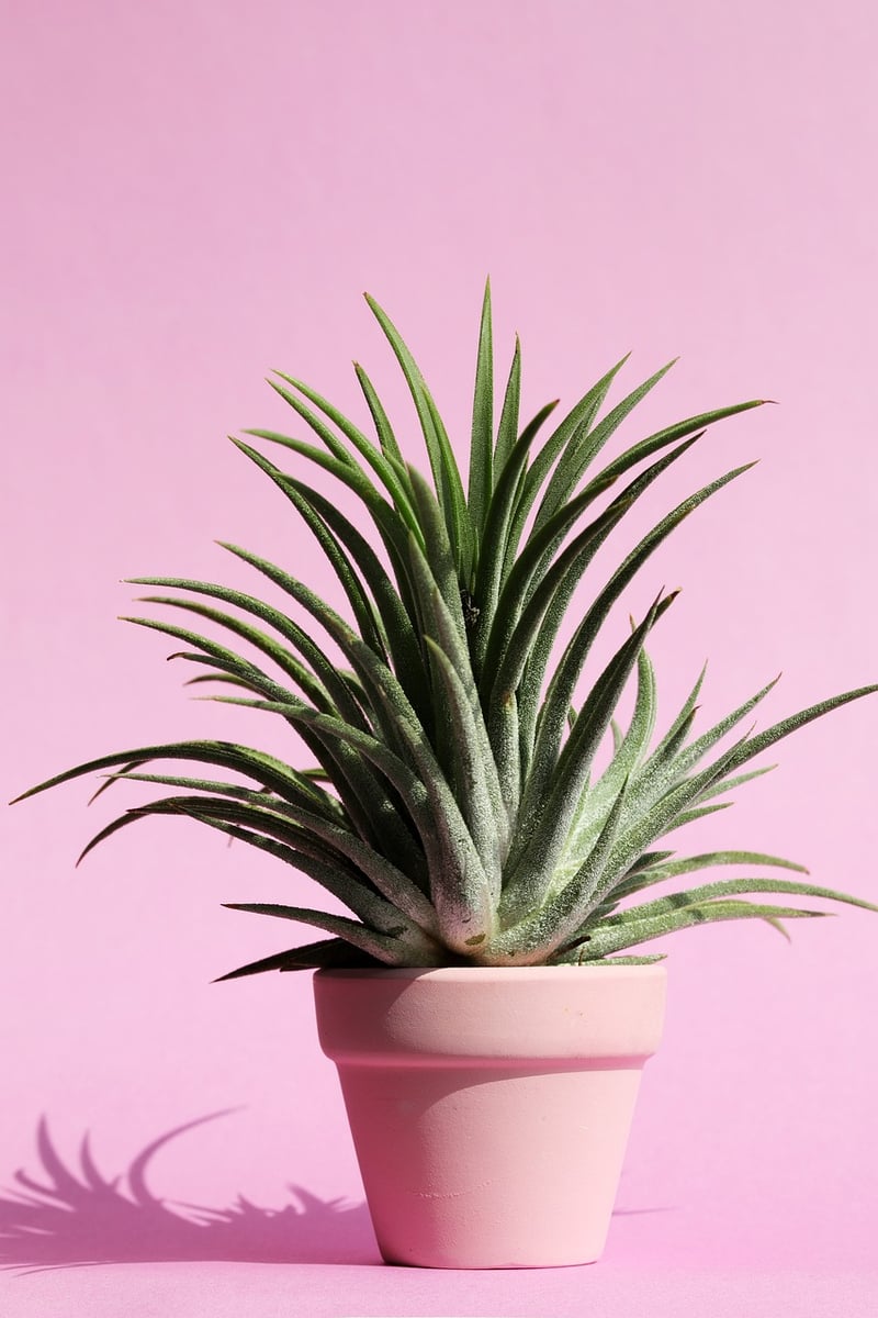 Succulent Plants